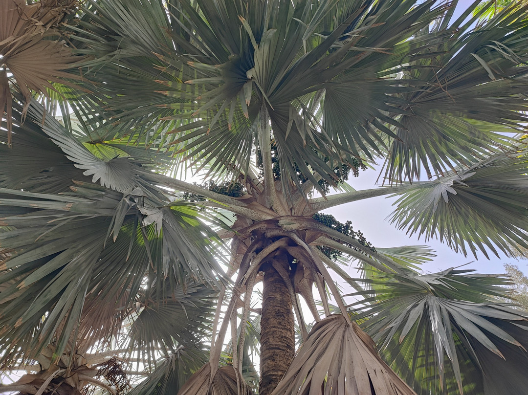 Botanical Park of Maspalomas (El Parque Botanico de Maspalomas)-马斯帕洛马斯必去景点