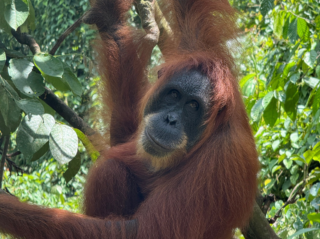 Thomas Jungle Tours-武吉拉旺必去景点