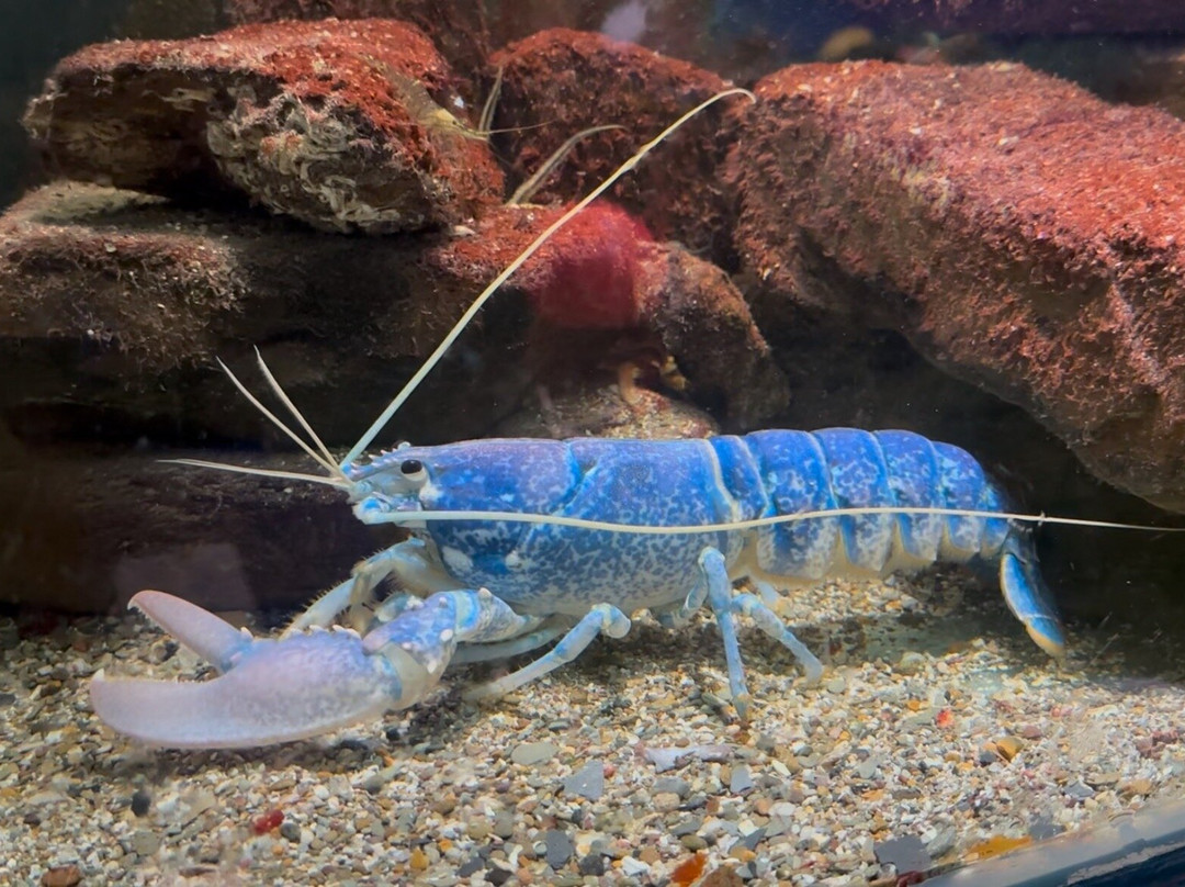 Ilfracombe Aquarium-伊尔弗勒科姆必去景点