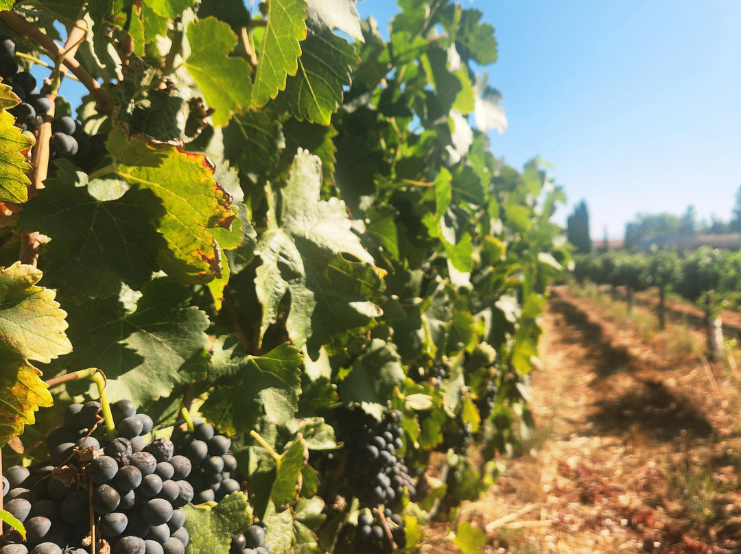 Lorimar Vineyards and Winery-特曼库拉必去景点