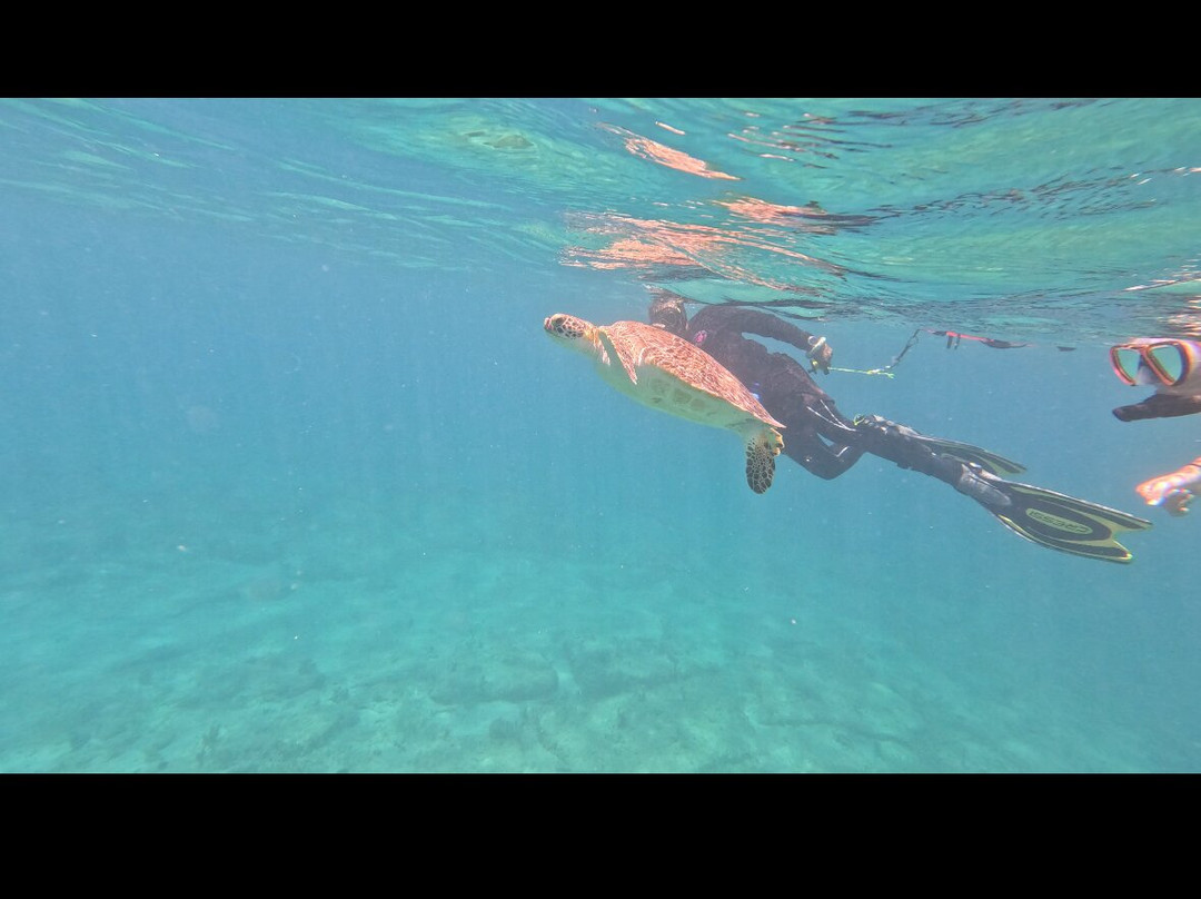 Vieques Snorkel Tours-维切克岛必去景点