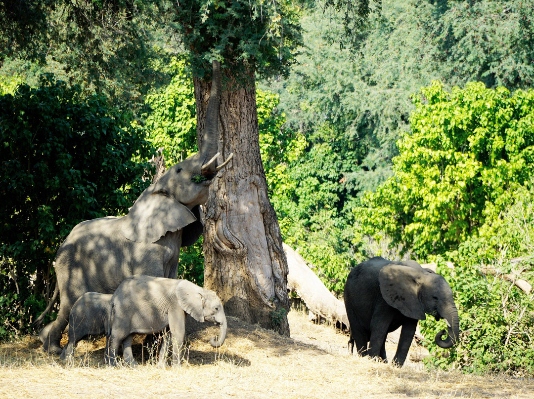 Camping Sites at Mana Pools National Park-马拉波尔斯国家公园必去景点