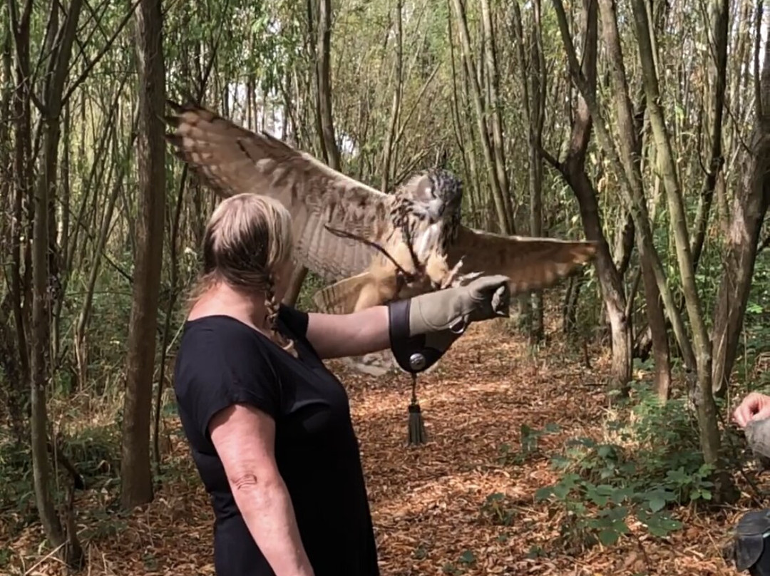 Bird on the Hand Falconry Experiences-Church Langton必去景点