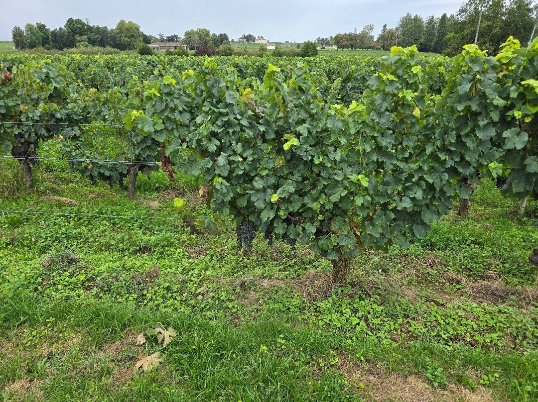 Château Champion-圣埃美隆必去景点