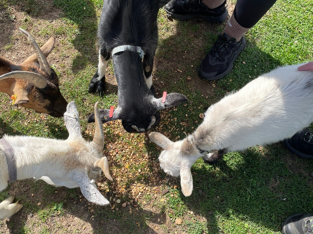 Blackwater Alpacas & Pygmy Goats-布伦特里必去景点