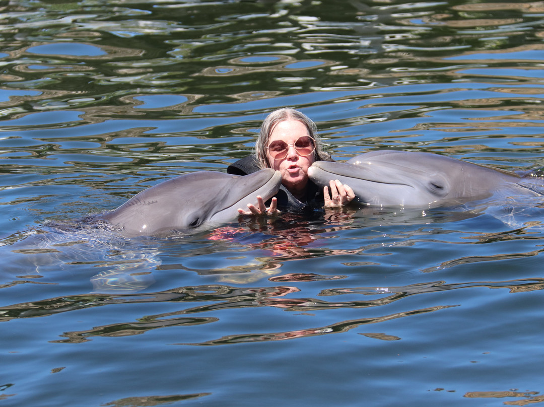 Dolphin Life-拉哥岛必去景点