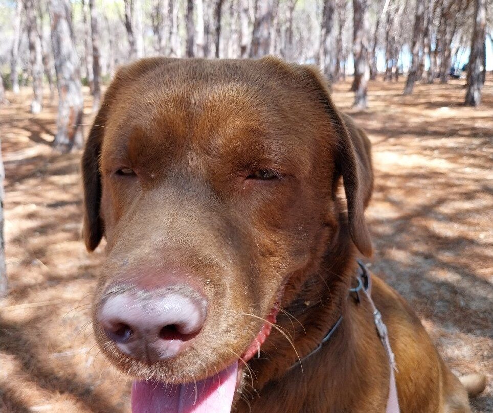 Spiaggia di Su Barone-奥罗塞必去景点