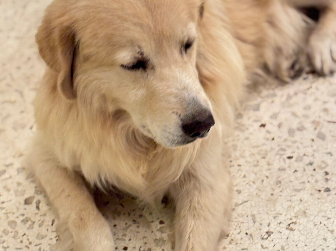 Faros Hotel Bodrum主图