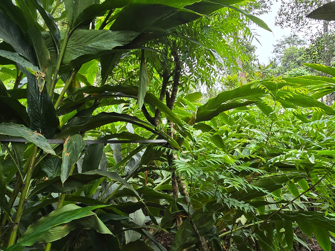 Jikkus tropical spice farm
