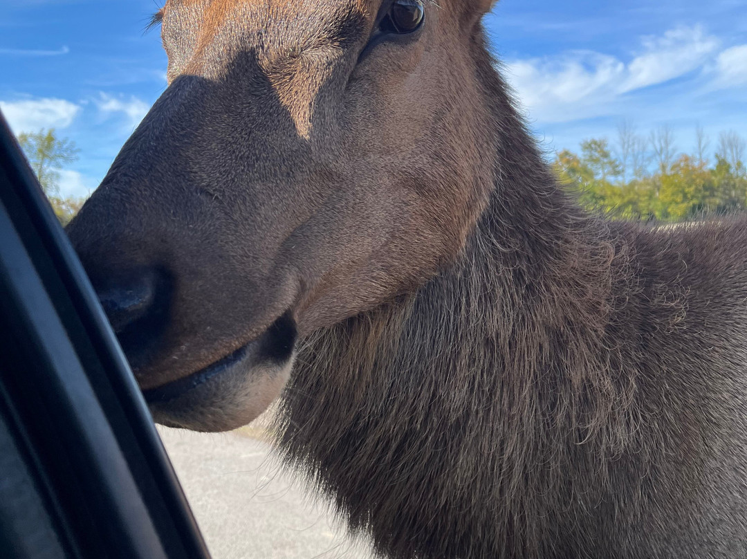 Parc Safari-Hemmingford必去景点