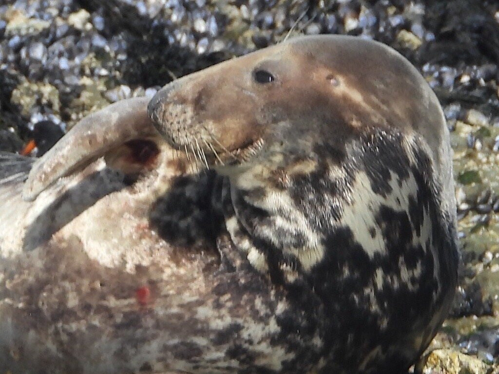 St. Ives Sea Trips-圣艾维斯必去景点