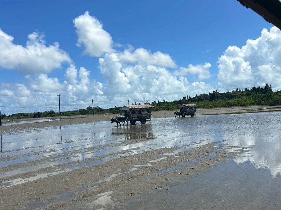 Yubujima Suigyusha-竹富町由布岛必去景点