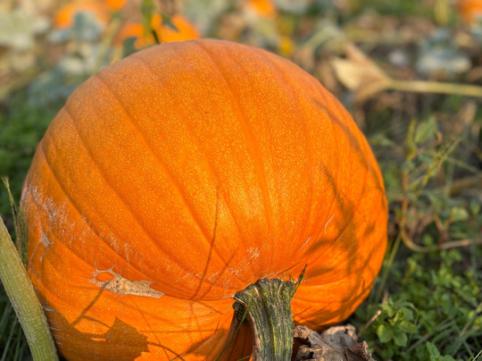 Pearl's Place Fruit Stand-胡德里弗必去景点