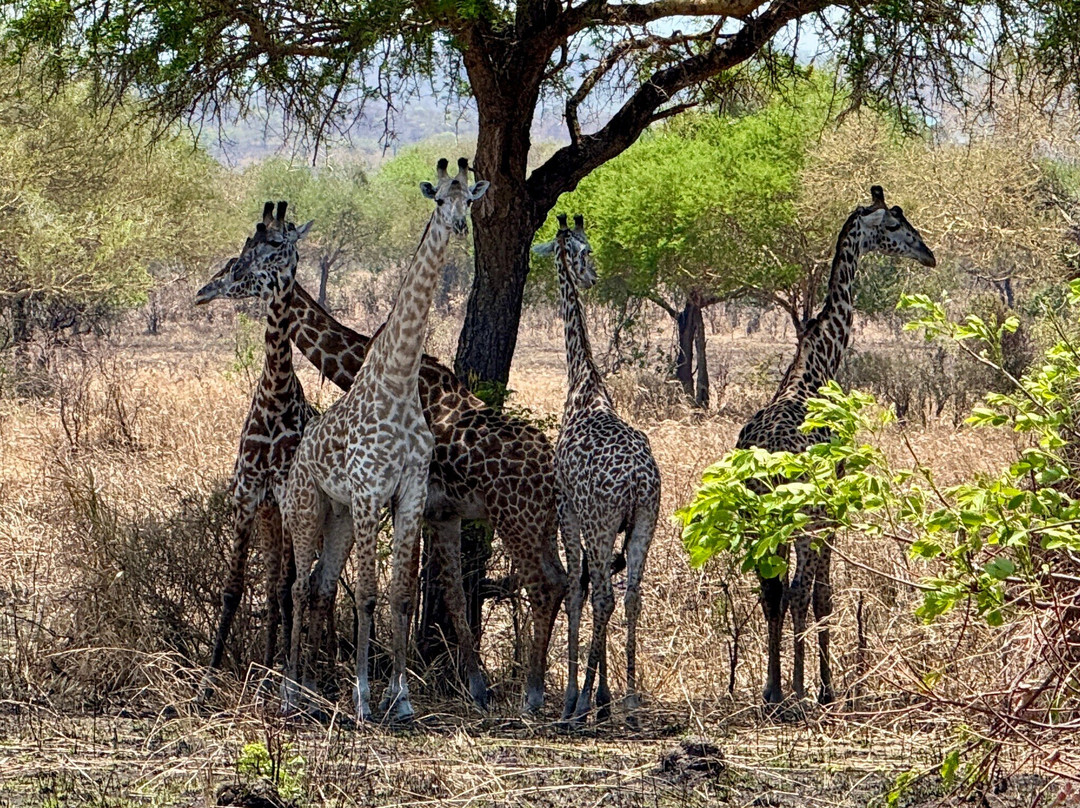 Zanleisuretours & Safaris-桑给巴尔市必去景点
