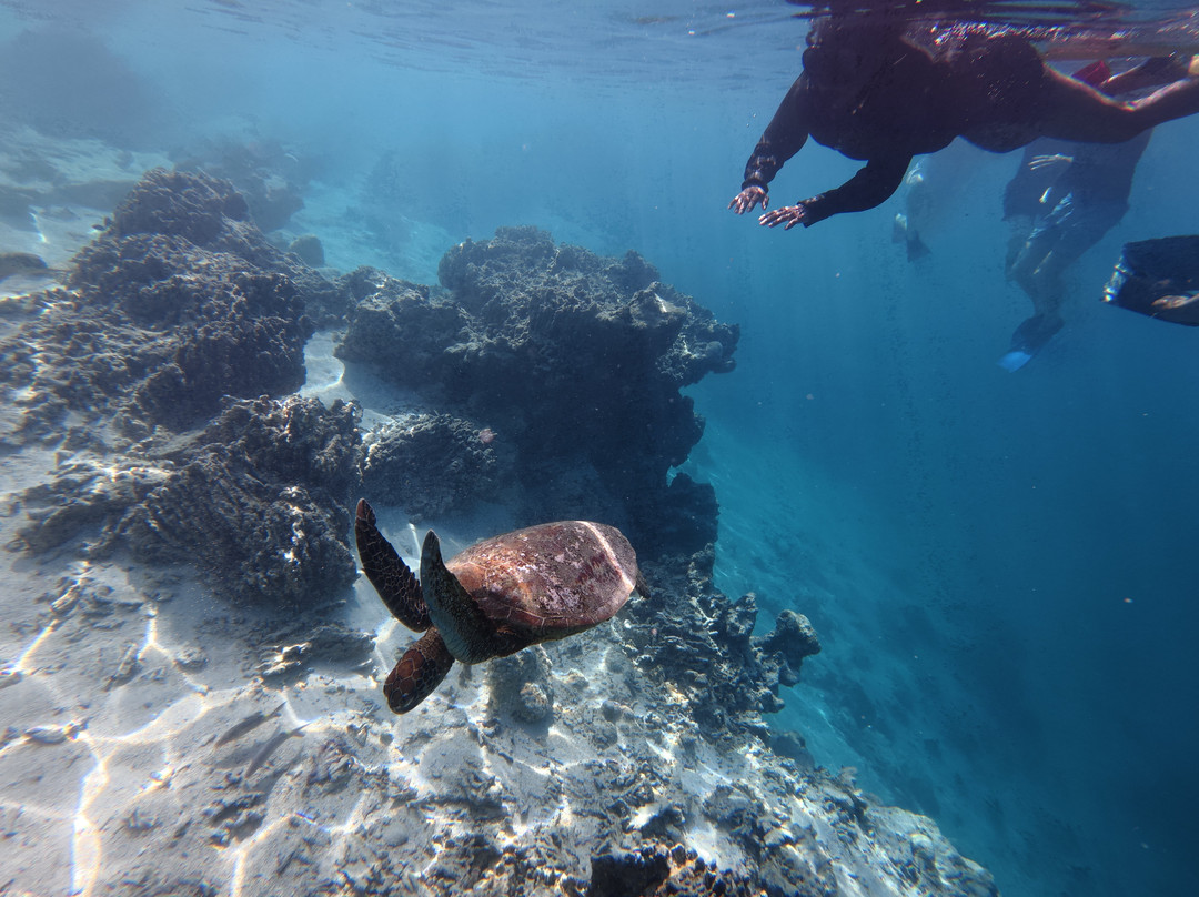 Go Local Cook Islands-堤堤卡维加必去景点