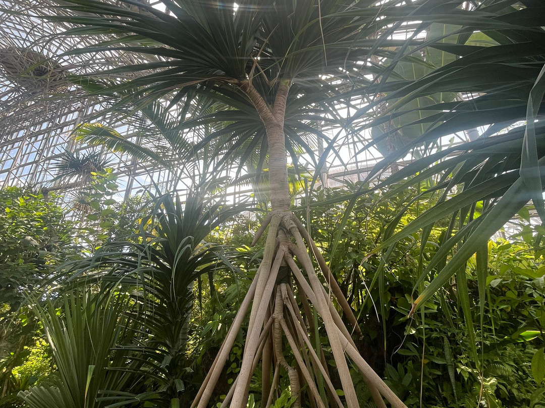 梦之岛热带植物室-江东区必去景点