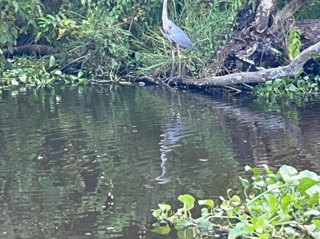 Ragin Cajun Airboat Tours-新奥尔良必去景点