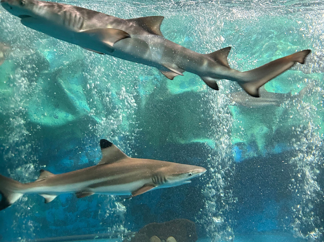 Ceycey Go-拉非尼亚山必去景点