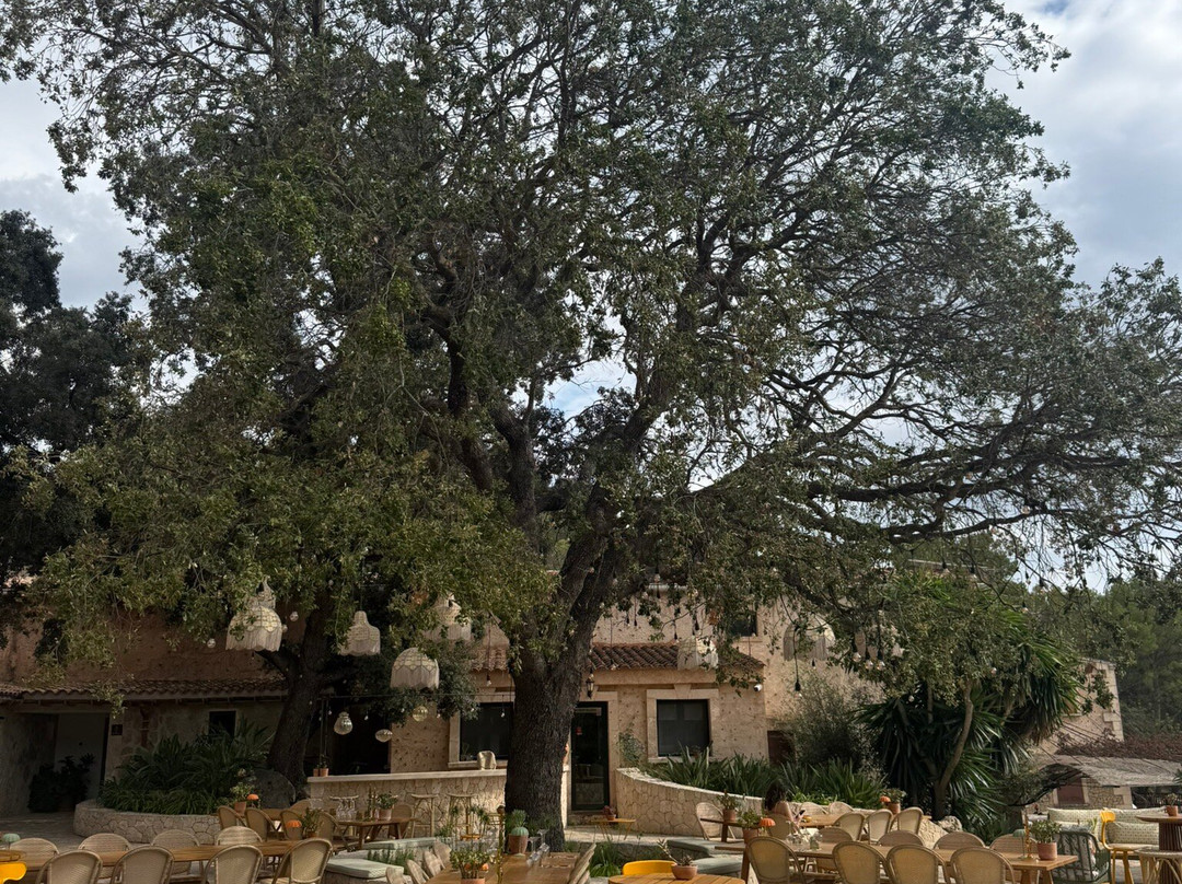 Bodega Terra Ión-Andratx必去景点