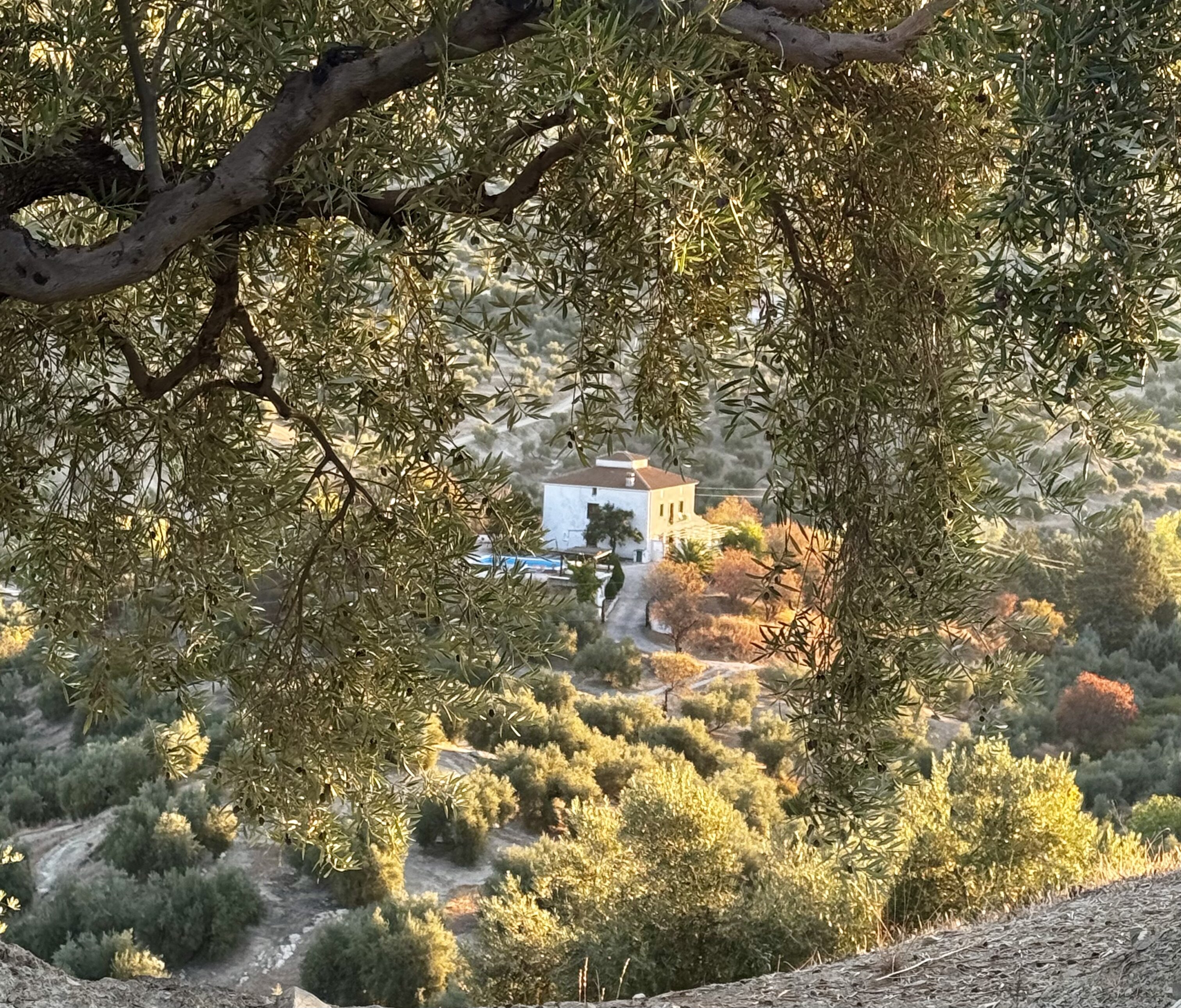 Casa el Castano-官方