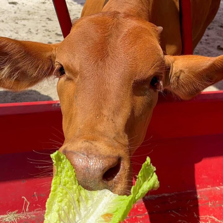 Green Meadows Petting Farm-基西米必去景点
