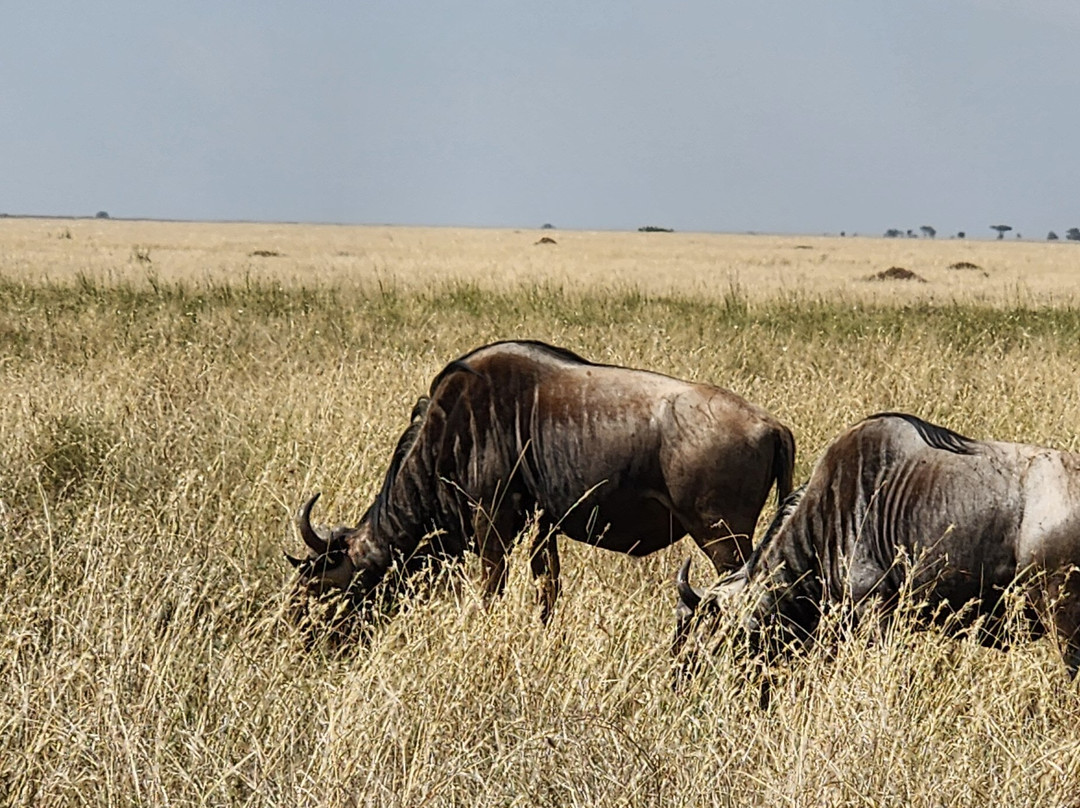 Abakombe Tours & Safaris - Day Tours-莫西必去景点
