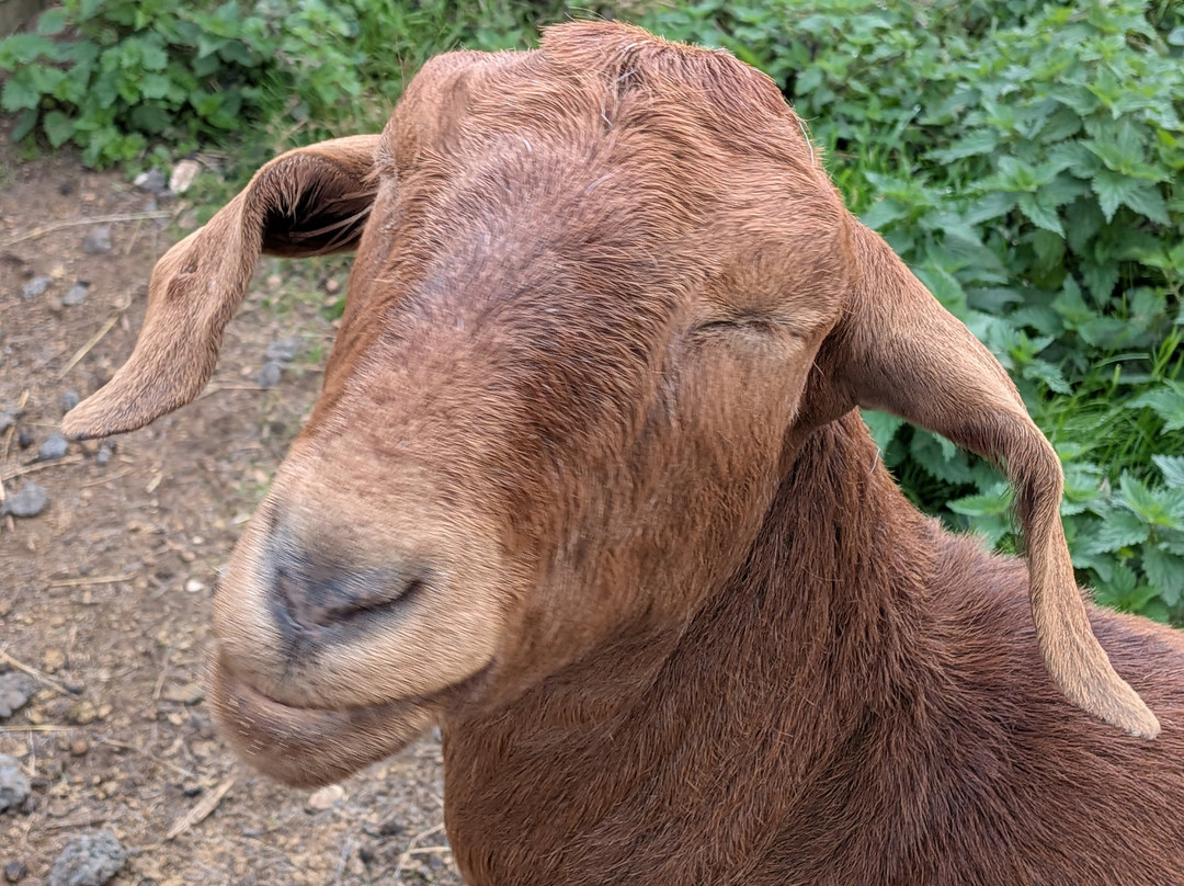 Bridlington Animal Park-布里德灵顿必去景点