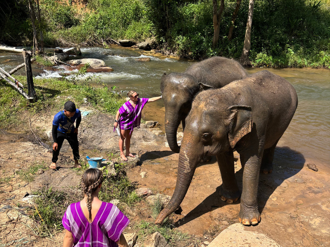 Elephant Village Sanctuary-清迈必去景点