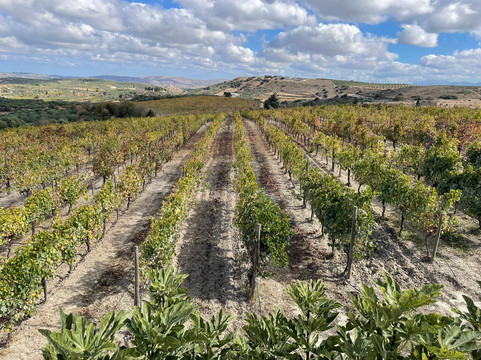 Wine Walkers Crete-伊拉克利翁必去景点