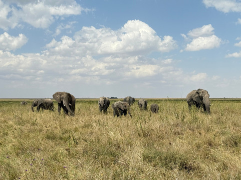 Soraya Experience-阿鲁沙必去景点