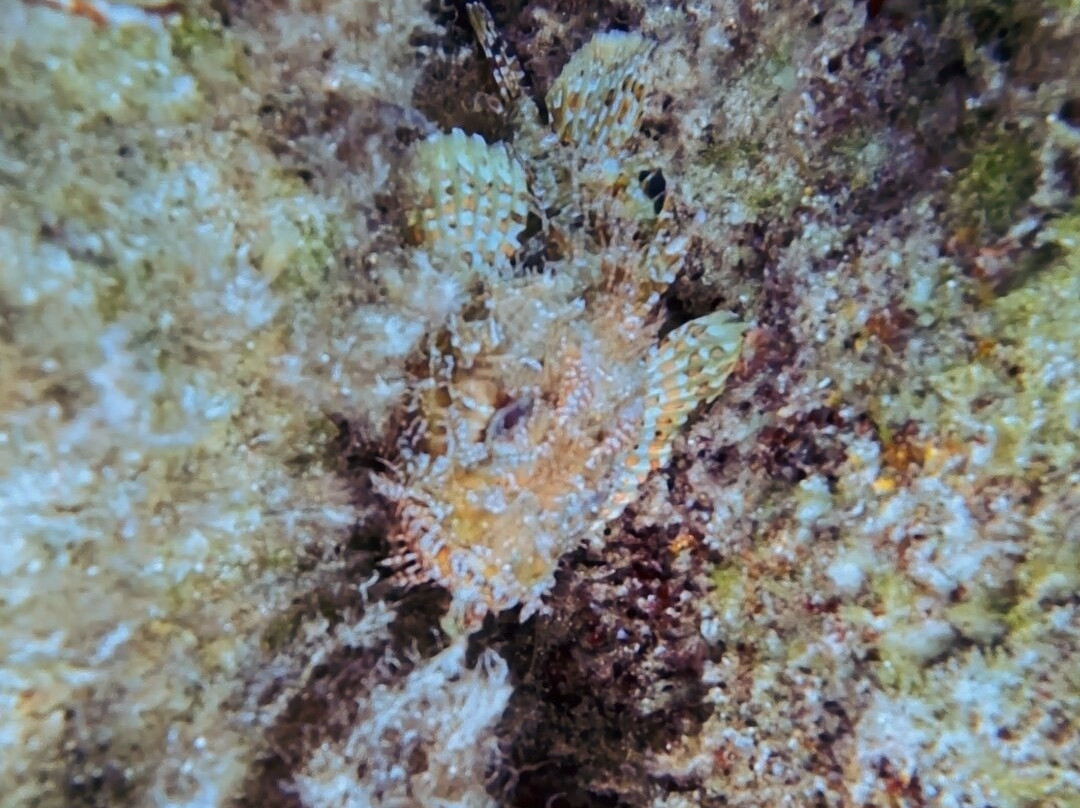 Ritual Dive-Xlendi必去景点