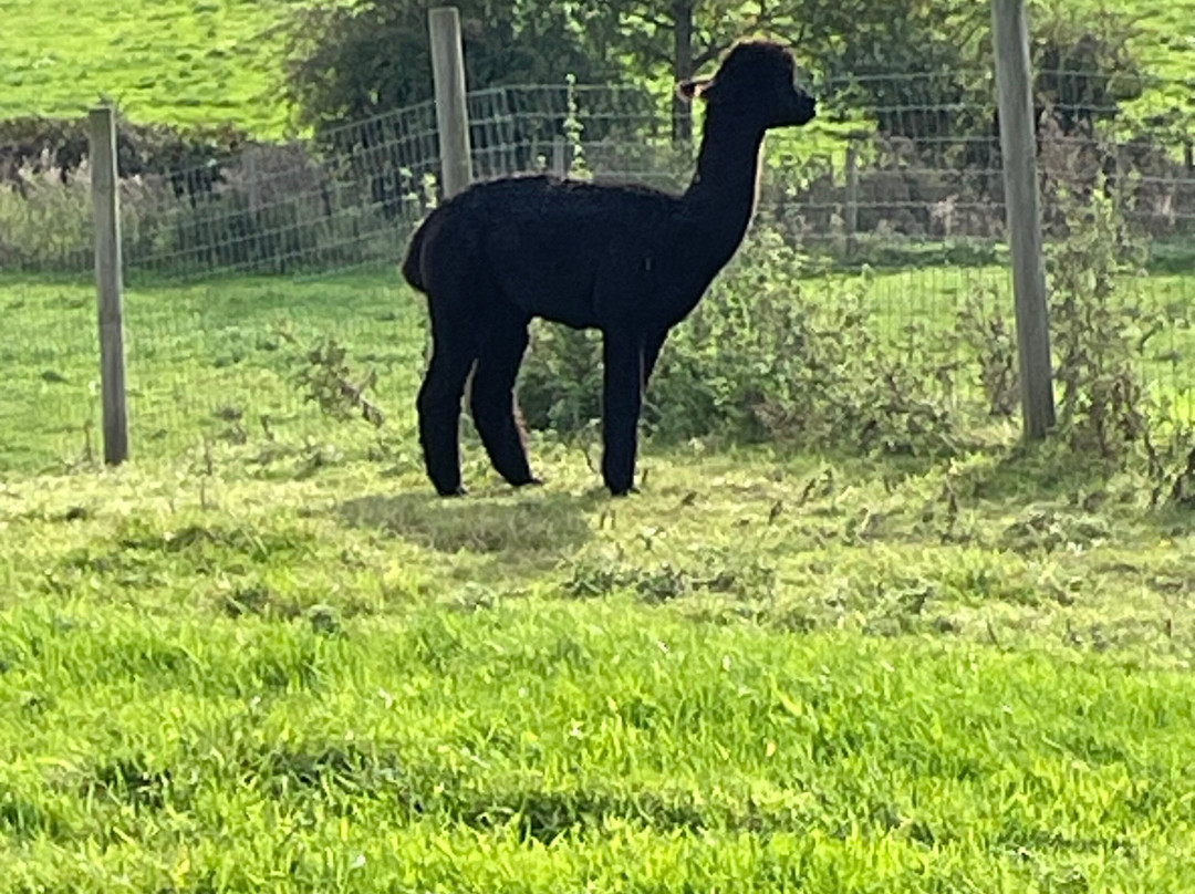 Macclesfield Alpacas-麦克尔斯菲尔德必去景点
