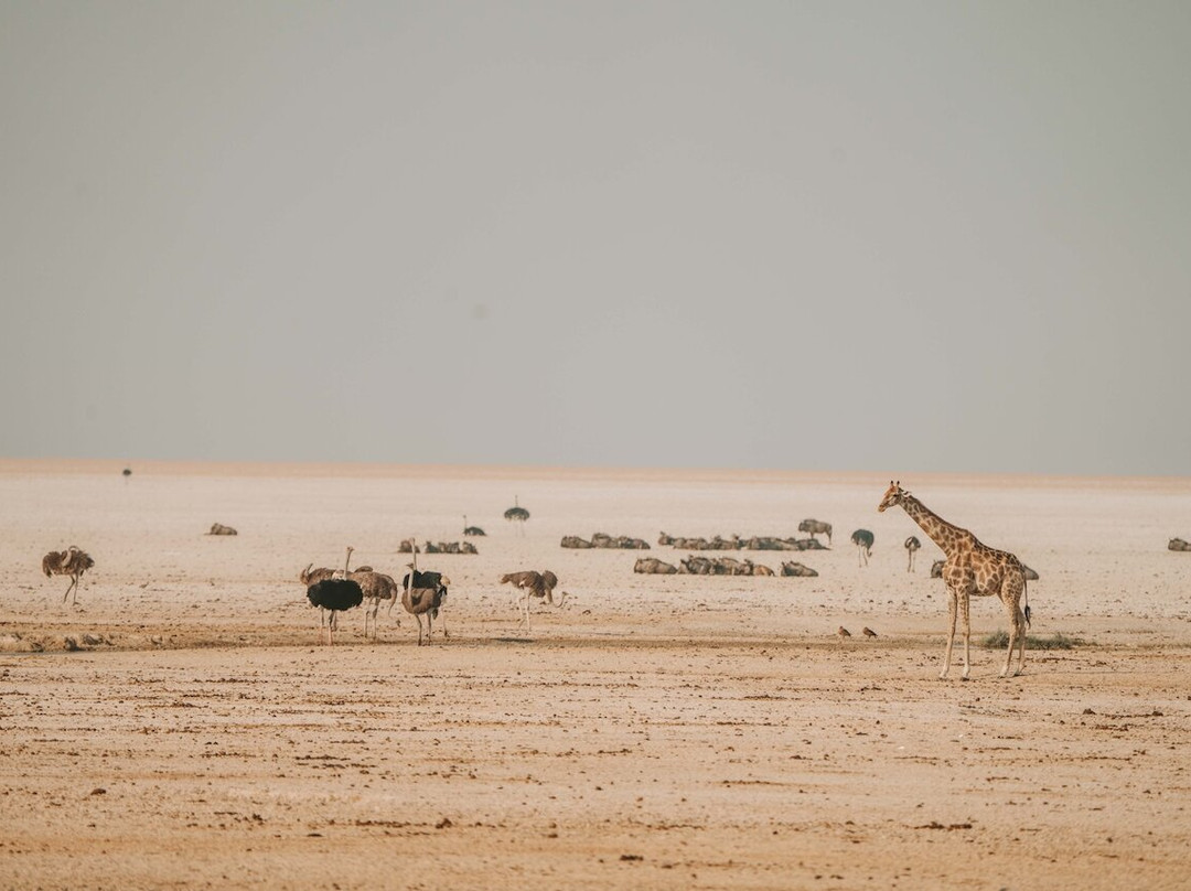 Namibia Tours & Safaris-斯瓦科普蒙德必去景点