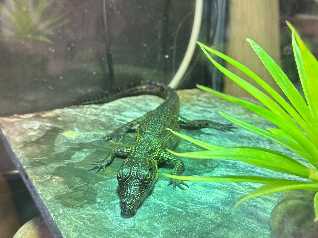 Le Bonheur Reptiles & Adventures-Simondium必去景点