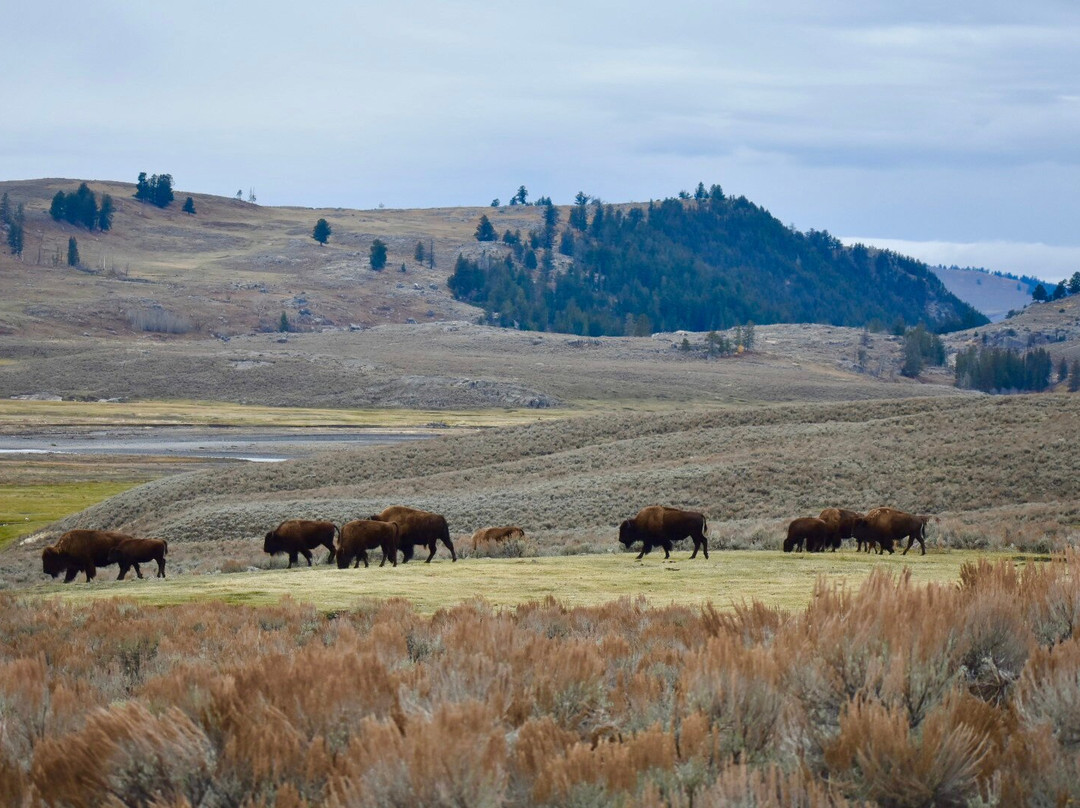 Yellowstone Wolf Tracker-加德纳必去景点