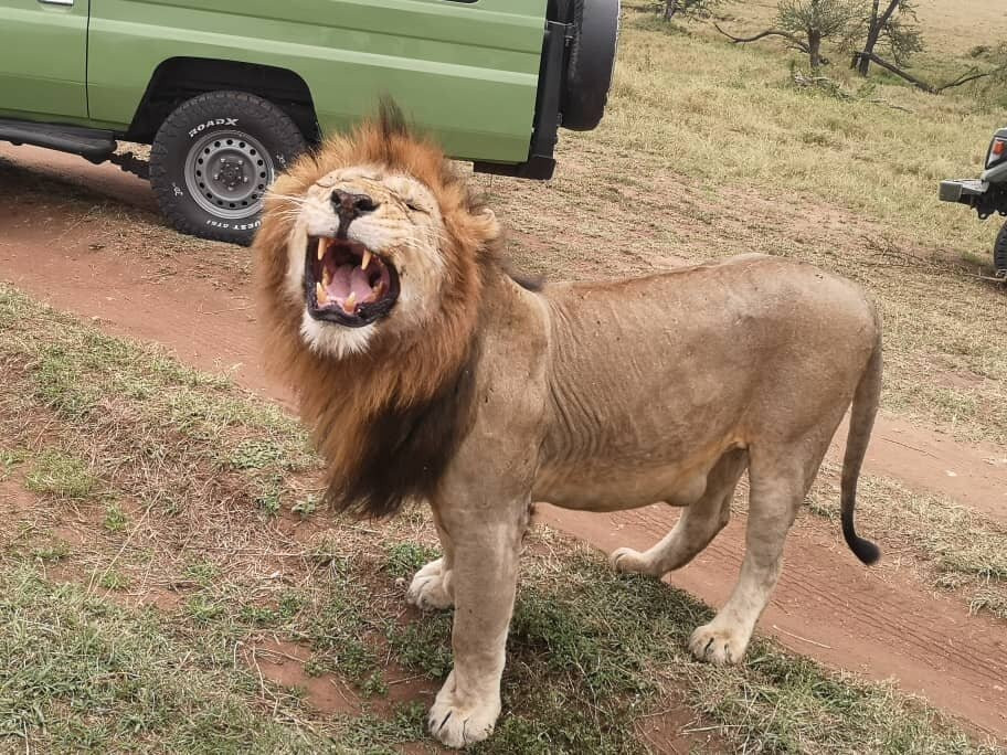 Komba Tanzania Safari-阿鲁沙必去景点
