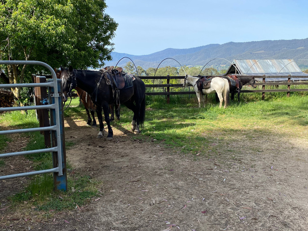 Bogong Horseback Adventures-Tawonga必去景点