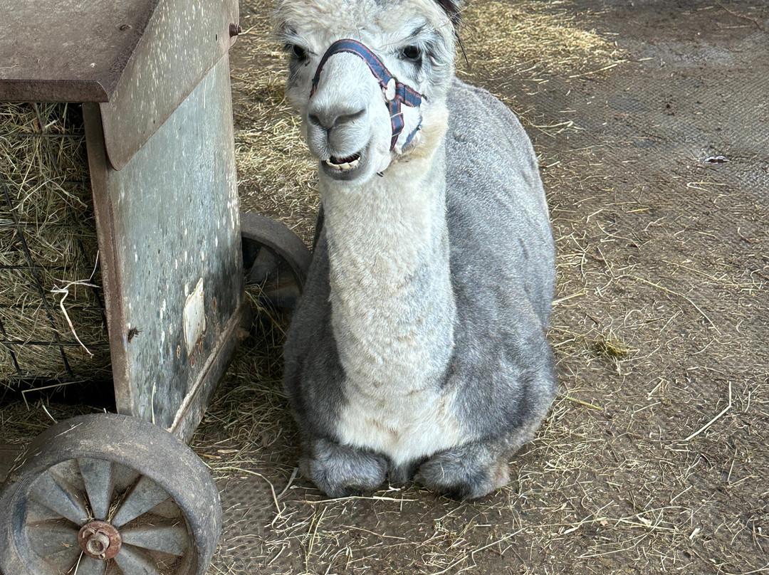 White Peak Alpaca Farm-Mobberley必去景点