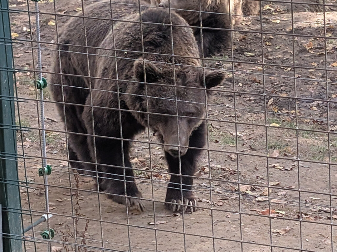 Libearty Bear Sanctuary Zarnesti-Zarnesti必去景点