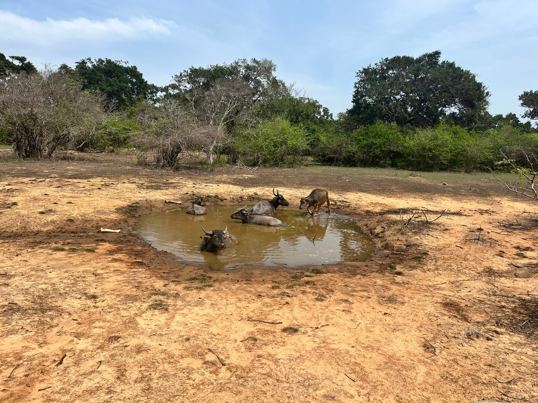 Ceylon Safari Tours-蒂瑟默哈拉默必去景点