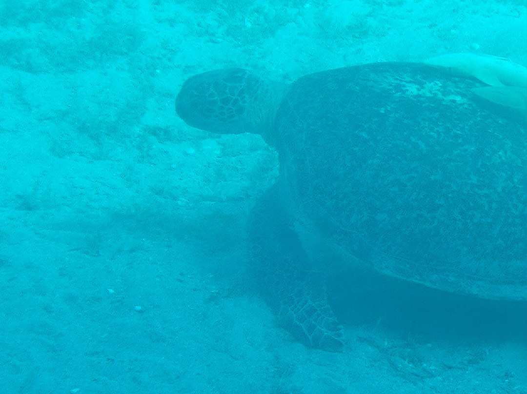 Abu Dabbab Beach-马萨阿拉姆必去景点