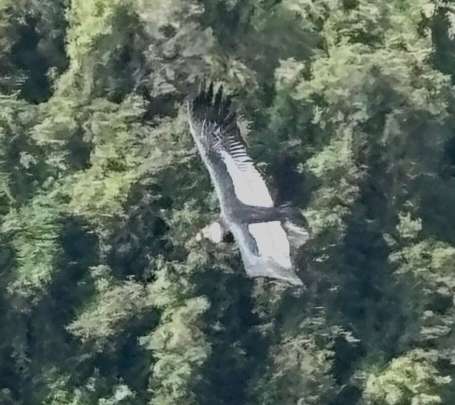 El Nido Del Condor Ecolodge