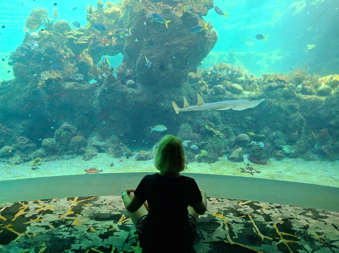 Daydream Island Living Reef-梦幻岛必去景点