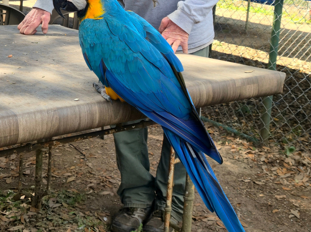 Uncle Sandy's Macaw Bird Park-彭萨科拉必去景点