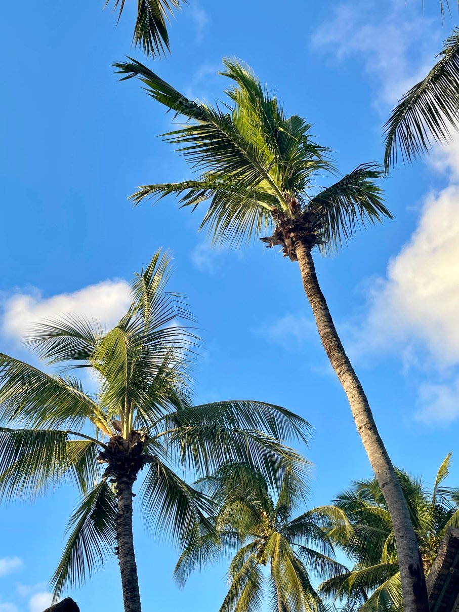 康斯丹莫里斯王子酒店-泳池