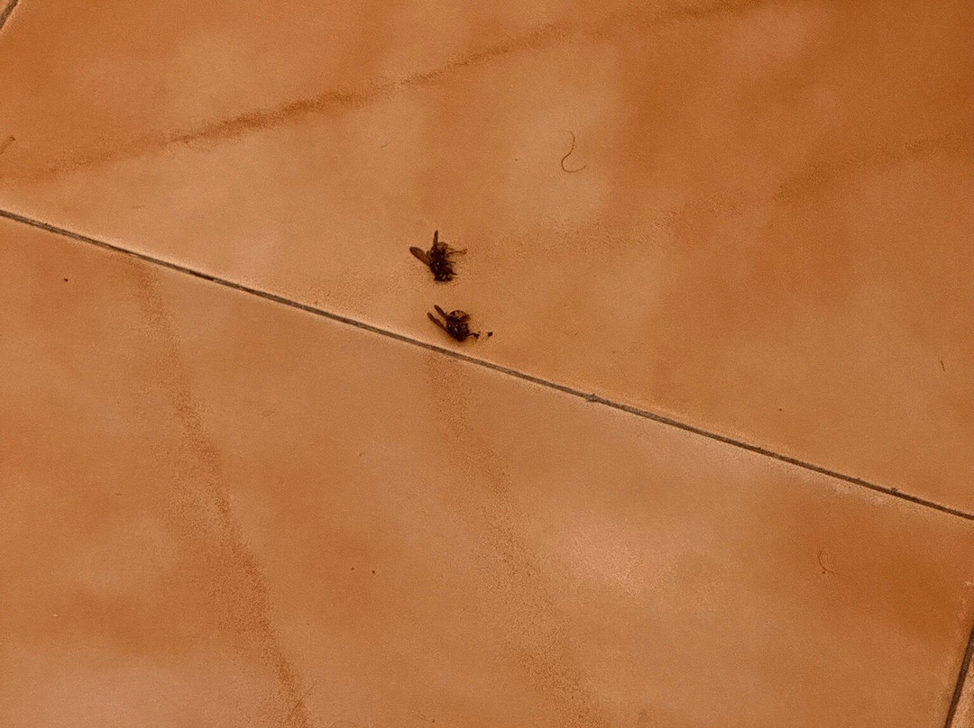 Lantana Garden主图