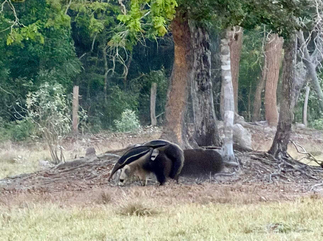 Pantanal Photo Tours-伊利亚贝拉必去景点