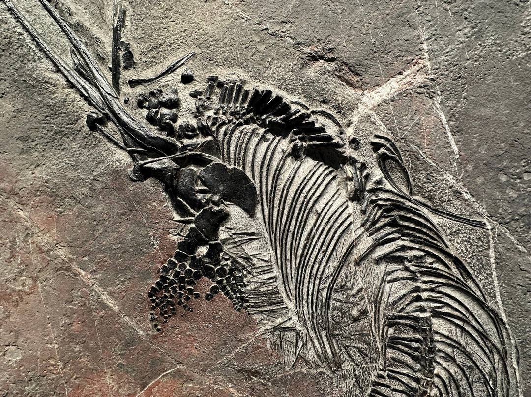 贵州地质博物馆-贵阳市必去景点