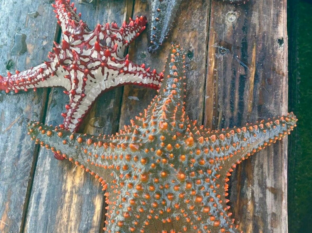 Mnemba Island-姆内巴必去景点