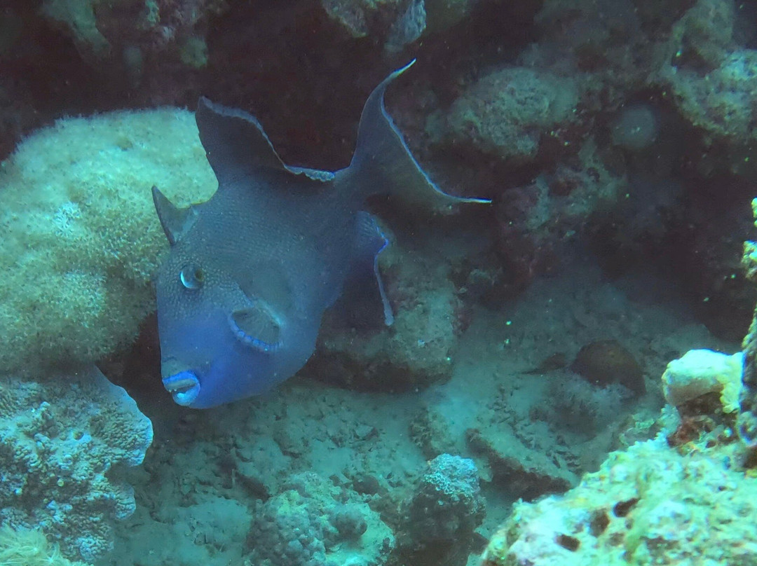 iDive Diving Centre-马卡迪湾必去景点